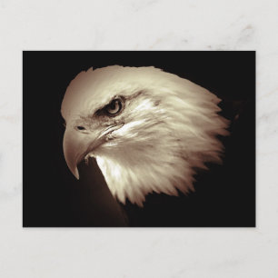 Sepia Colour Bald Eagle Postcard