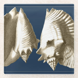 Sepia Conch Seashells Glass Coaster
