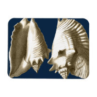 Sepia Conch Seashells