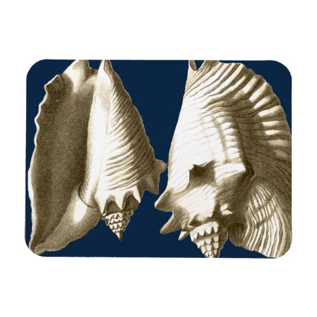 Sepia Conch Seashells Magnet (Horizontal)