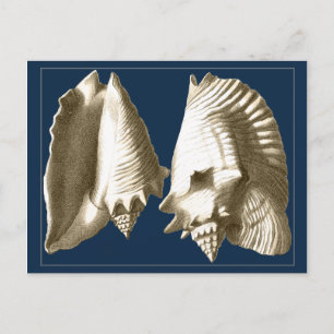 Sepia Conch Seashells Postcard