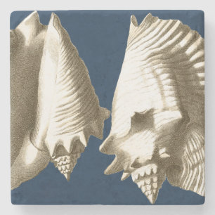 Sepia Conch Seashells Stone Coaster