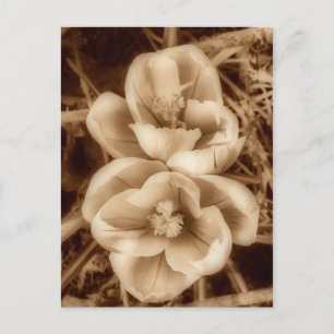 Sepia crocuses postcard