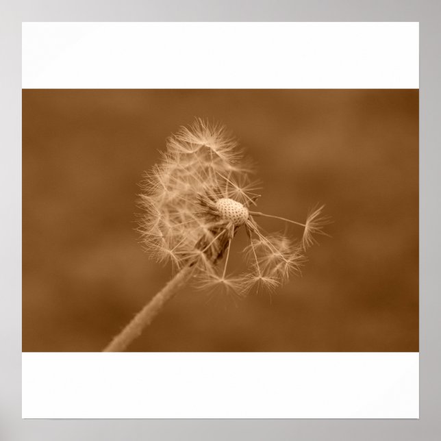 Sepia Dandelion Poster/Print Poster (Front)