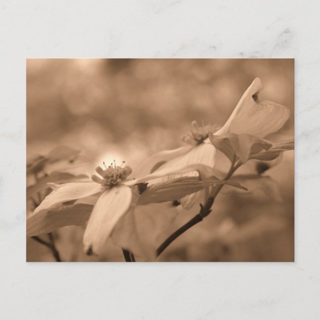 Sepia Dogwood Blossoms Flower Photography Postcard (Front)