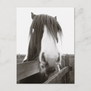 Sepia Horse Portrait Postcard