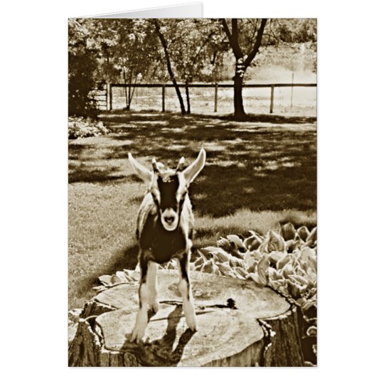 Sepia Image of Determined Baby Goat Card