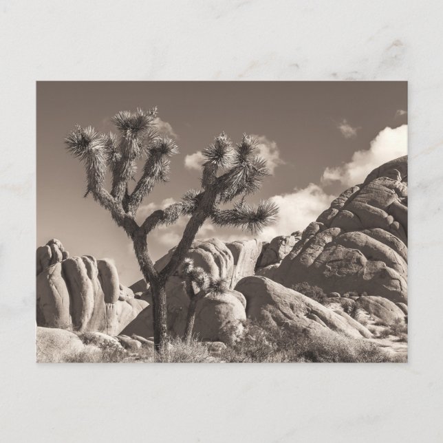 Sepia Joshua Trees Landscape with Rocks  Postcard (Front)