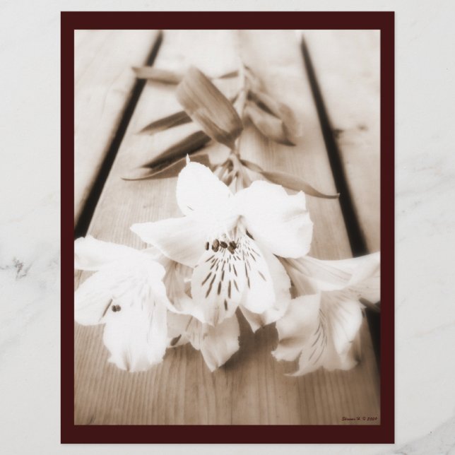 Sepia Lily Letterhead (Front)