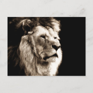 Sepia Lion Postcard