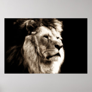 Sepia Lion Poster