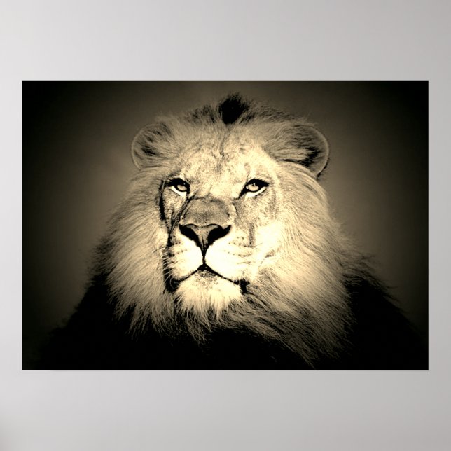 Sepia Lion - Wild Animal Old Fashioned Photography Poster (Front)