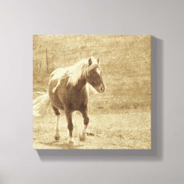 Sepia Pinto Pony Canvas Print (Front)