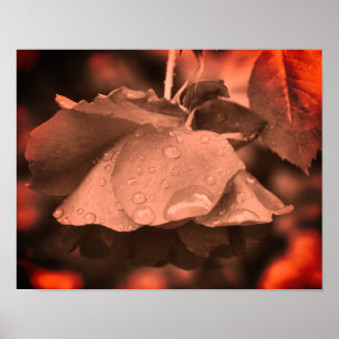 Sepia Rose And Raindrops Colour Tint Poster