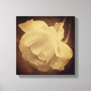 Sepia Rose With Raindrops Aged Vintage Look Canvas Print