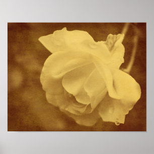 Sepia Rose With Raindrops Aged Vintage Look  Poster