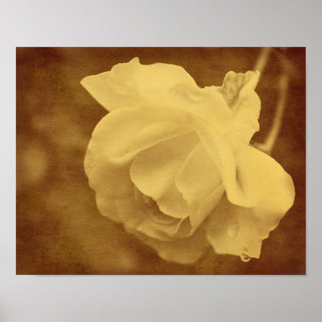 Sepia Rose With Raindrops Aged Vintage Look  Poster (Front)