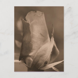 Sepia Rosebud Flower Photo Postcard