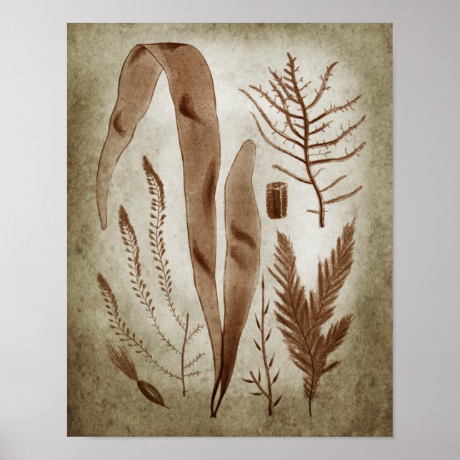 Sepia Seaweed Botanical Print no.2 Lake House Art (Front)