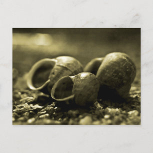 Sepia Shells Postcard