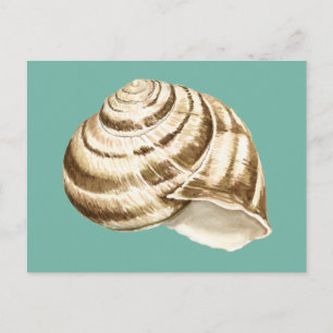 Sepia Striped Shell on Teal Postcard