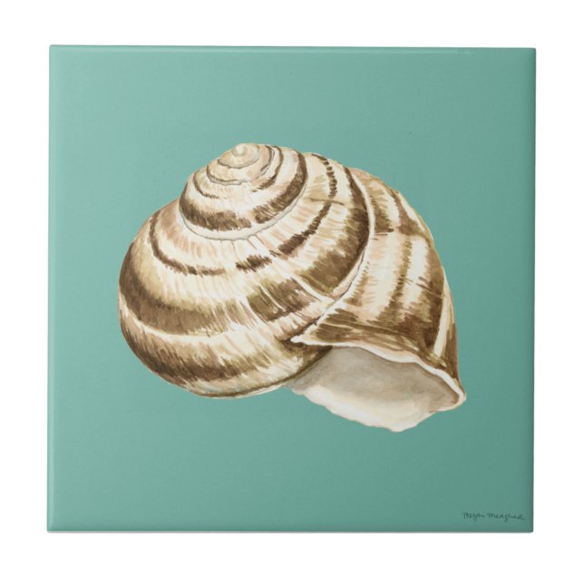 Sepia Striped Shell on Teal Tile (Front)