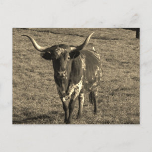 Sepia Tone Brown and White Longhorn Bull Postcard