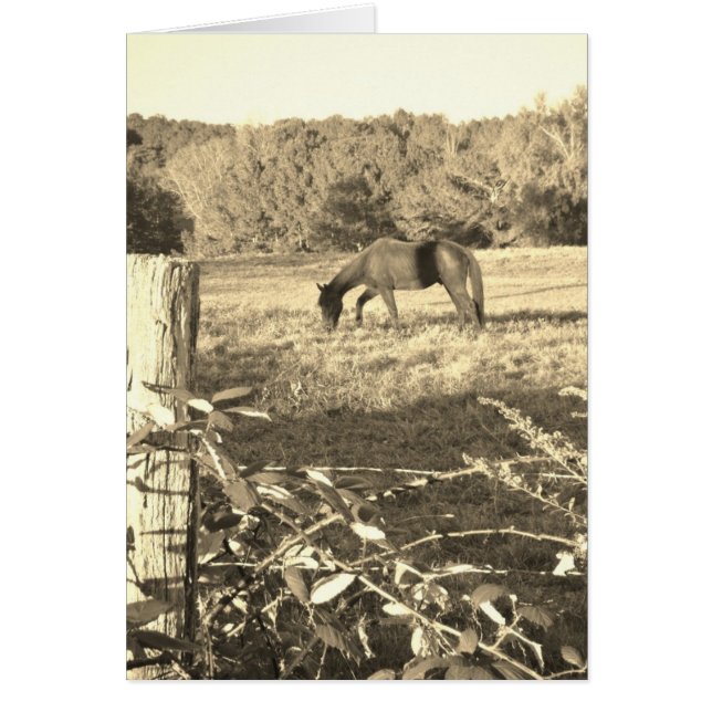 Sepia tone Brown horse and fence (Front)