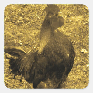 Sepia Tone Crowing Rooster Square Sticker
