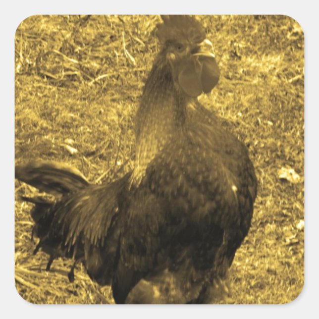 Sepia Tone Crowing Rooster Square Sticker (Front)