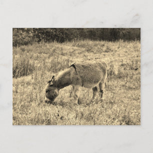 Sepia Tone Donkey in a Field. Postcard