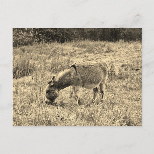 Sepia Tone Donkey  in a Field. Postcard (Front)