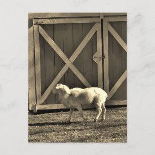 Sepia Tone Goat and Barn Doors Postcard