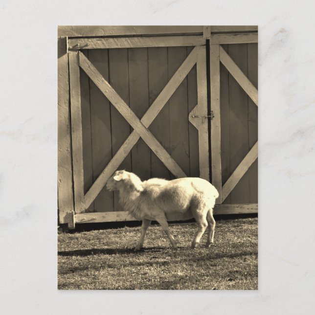 Sepia Tone  Goat and Barn Doors Postcard (Front)
