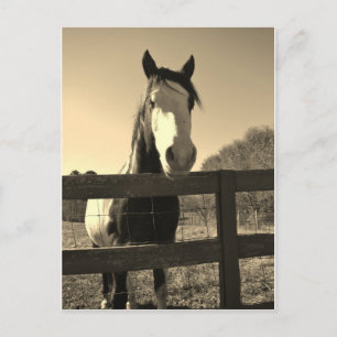 Sepia Tone Horse Postcard