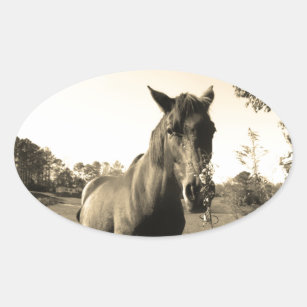 Sepia Tone  Photo of  brown Horse with flowers Oval Sticker