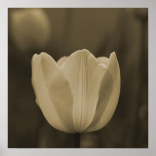 Sepia Tone Single Tulip Flower Imaginative Imagery Poster