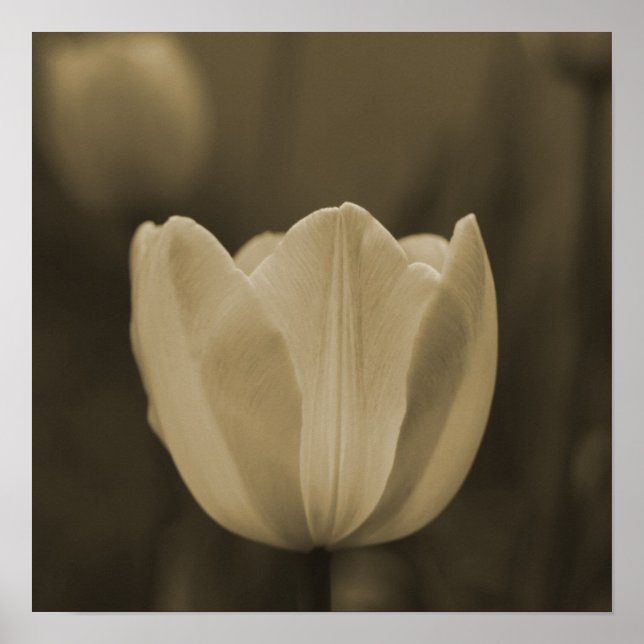 Sepia Tone Single Tulip Flower Imaginative Imagery Poster (Front)
