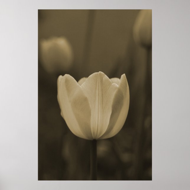 Sepia Tone Single Tulip Flower Poster (Front)
