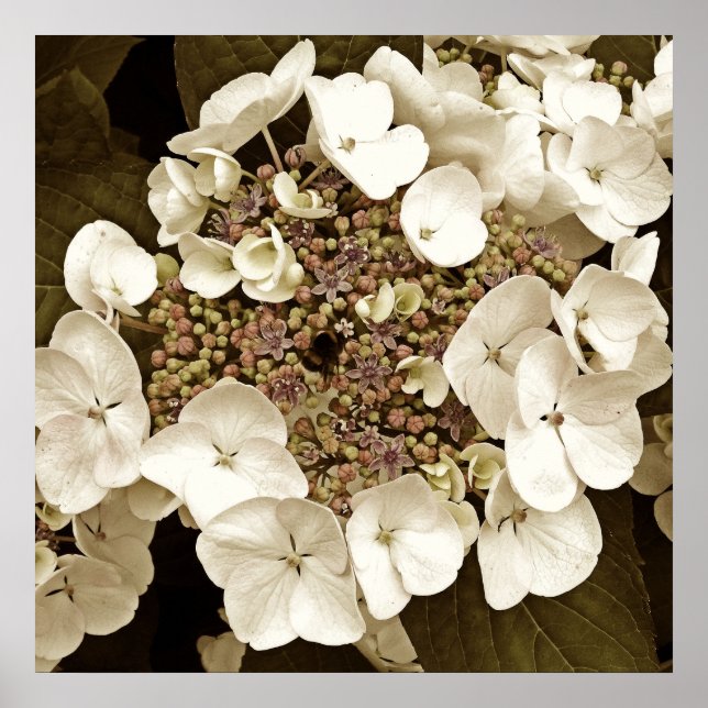 Sepia Tone White Lacecap Hydrangea Blossom Poster (Front)