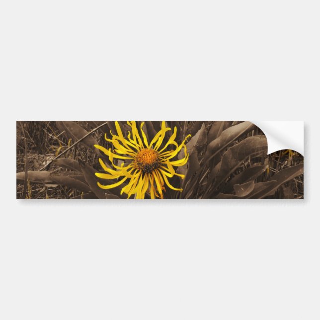 Sepia tone Yellow wildflowers Bumper Sticker (Front)
