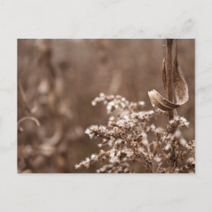 Sepia Tones Postcard