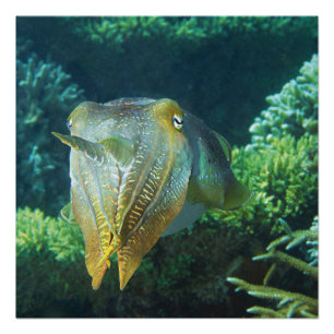 Sepia Up Close! Shimmering Squid at Coral Reef Poster
