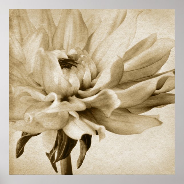 Sepia White & Cream Dahlia Background Customized Poster (Front)