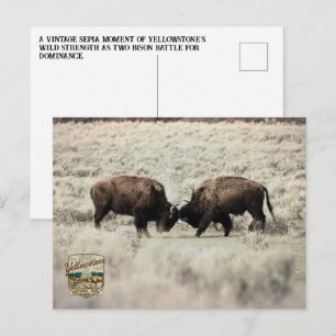 Sepia Yellowstone Bison Fight Postcard