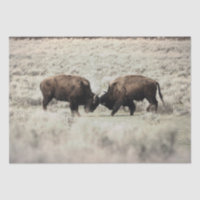 Sepia Yellowstone Bison Fight