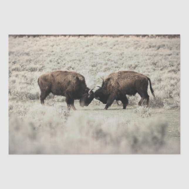 Sepia Yellowstone Bison Fight Tissue Paper (Front)