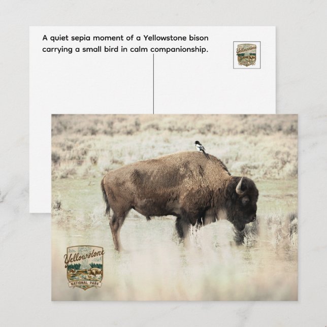 Sepia Yellowstone Bison with Bird Postcard (Front/Back)