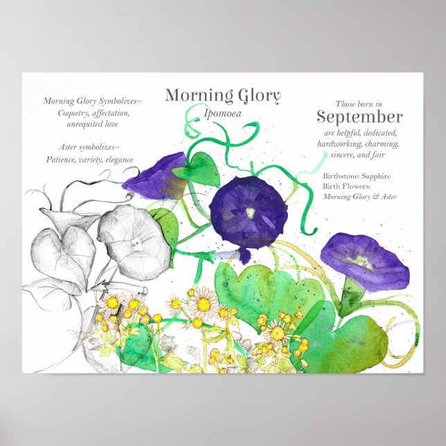 September Birth Flower Language of Flowers  Poster (Front)