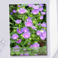 September Birth Flower Purple Stoker Asters